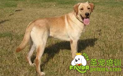 拉布拉多犬