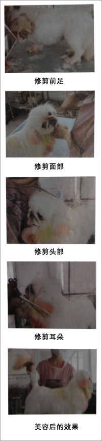 北京犬(京巴犬)美容造型修剪