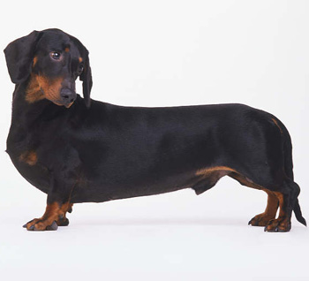 臘腸犬