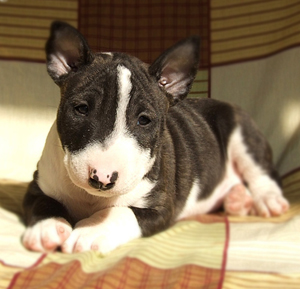 牛頭梗犬
