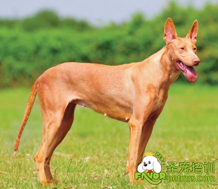 法老王獵犬