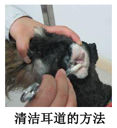 清潔耳道
