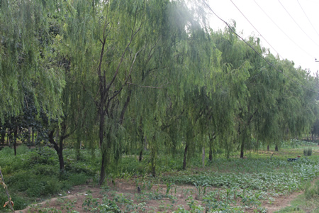 圣寵寵物學校樹林綠植