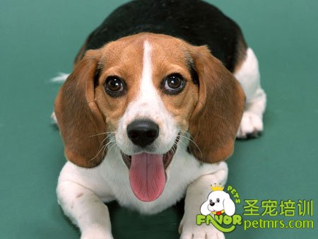 比格犬