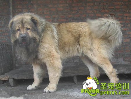 高加索犬