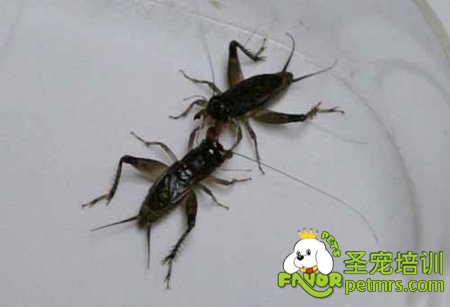 蟋蟀爭打