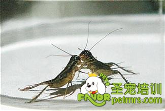 蟋蟀