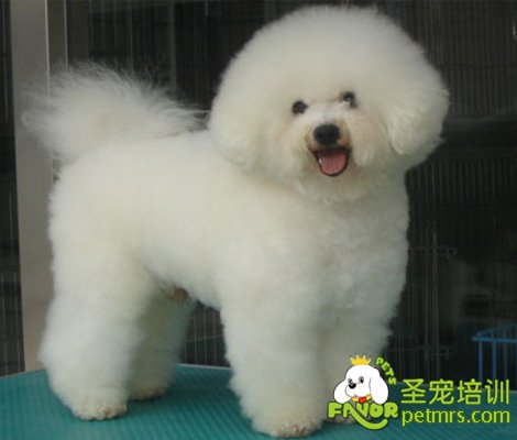 可愛(ài)狗狗