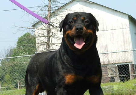 羅威納犬