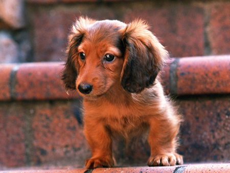 臘腸犬