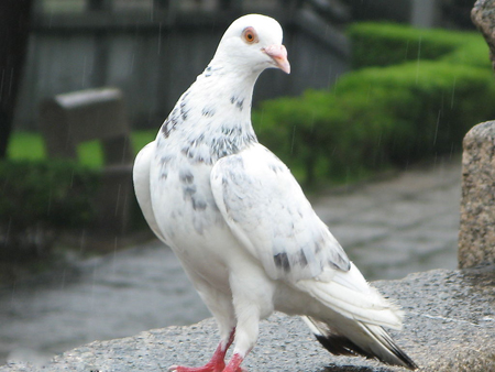 鴿子