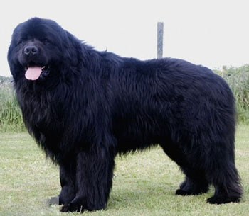 紐芬蘭犬