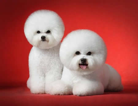比熊犬美容圖片