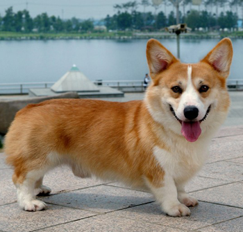 彭布羅克威爾士柯基犬