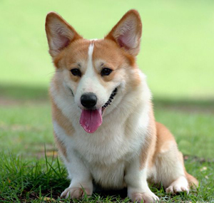 柯基犬