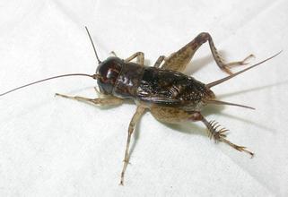 蟋蟀