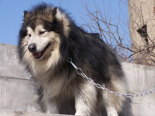 阿拉斯加雪橇犬
