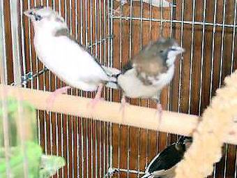 家庭玩賞鳥
