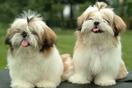 西施犬