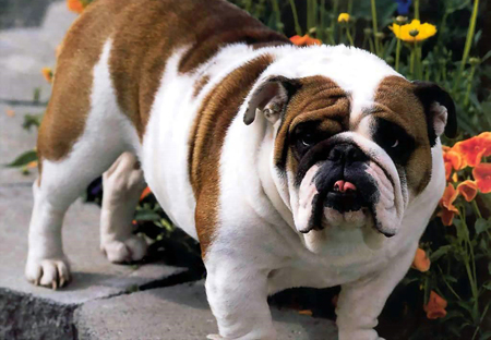 英國斗牛犬