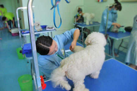 圣寵學員比熊犬實操課