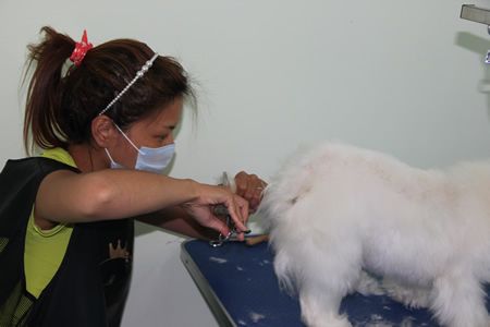 比熊犬實操課堂