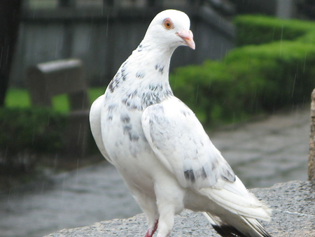 可愛狗狗