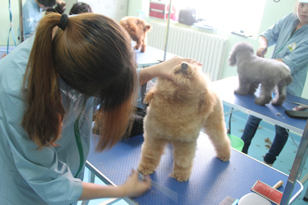 圣寵學員貴賓犬實操課