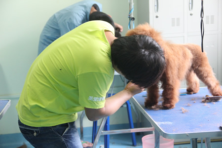 貴賓犬修剪課堂