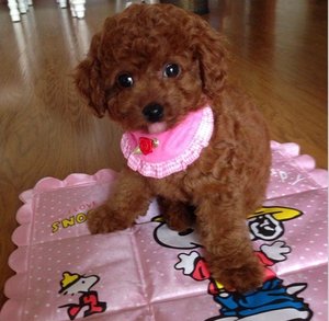 貴賓犬
