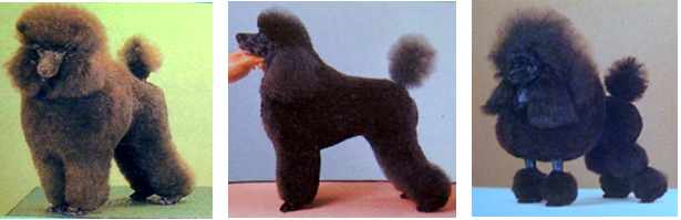貴賓犬的主要造型介紹