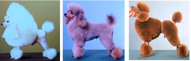 貴賓犬的主要造型介紹