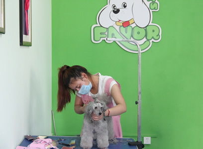 貴賓犬實操課