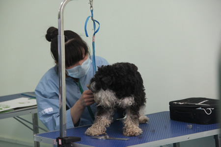 雪納瑞犬實(shí)操課