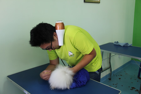 圣寵寵物學(xué)員實操課