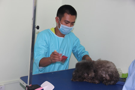勞顯就貴賓犬護理實操課堂