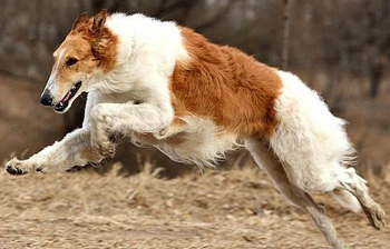 蘇俄獵狼犬