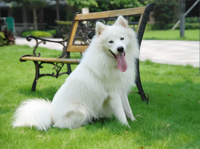 薩摩耶犬