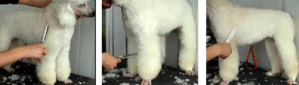 貴賓犬的修剪造型