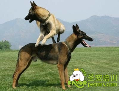 馬犬