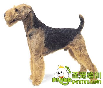 萬能梗犬