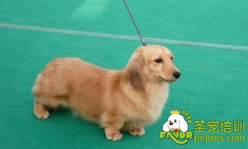 臘腸犬
