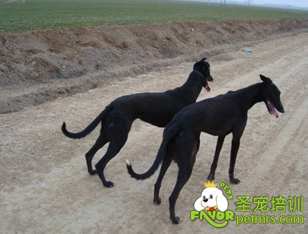 靈緹犬