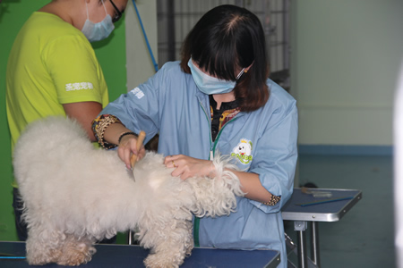 圣寵寵物學員實操課
