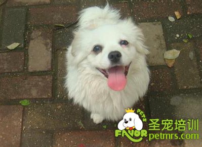 可愛狗狗