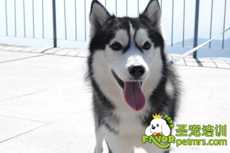 哈士奇