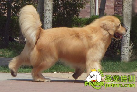 金毛犬