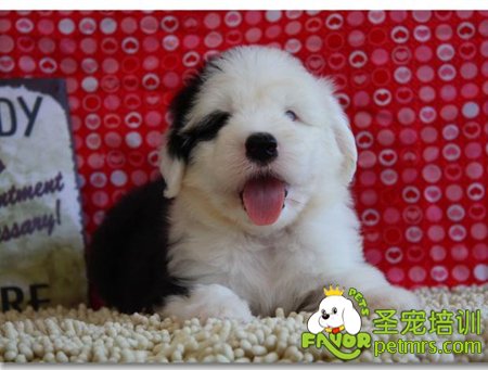 古牧幼犬