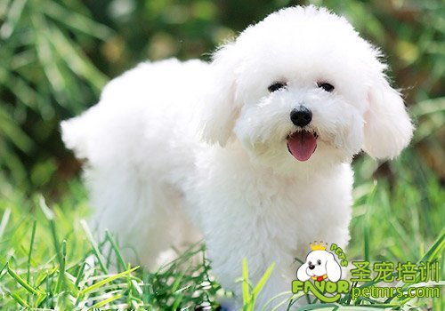 比熊犬