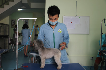 圣寵寵物學員實操作品